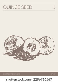 Hand drawn vector sketch of Quince Seed, botanical illustration