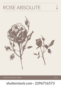 Hand drawn vector sketch of Rose Absolute, botanical illustration