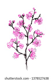 Hand drawn vector sketch of sakura branch.
Sketch illustration of sakura branch.