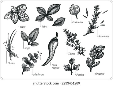 Esbozo vectorial dibujado a mano de la ilustración de especias y hierbas; salvia, albahaca, perejil, menta, tomillo, marjoram, pimienta, cilantro, romero, orégano