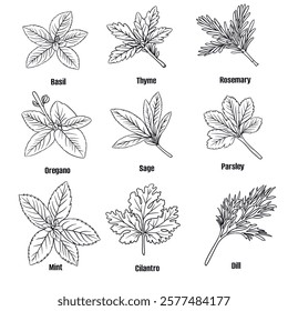 Hand drawn vector sketch set of herbs illustration line art, basil, thyme, rosemary, oregano, sage, parsley, mint, cilantro and dill. Seasoning food design