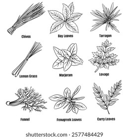 Hand drawn vector sketch set of herbs illustration line art;chives, bay leaves, Tarragon, lemon grass, marjoram, lovage, fennel, fenugreek leaves and curry leaves. Seasoning food design