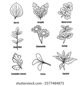 Hand drawn vector sketch set of herbs illustration line art, sorrel, arugula, watercress, basil mint, chamomile, catnip, corlander leaves, cress and epazote. Seasoning food design