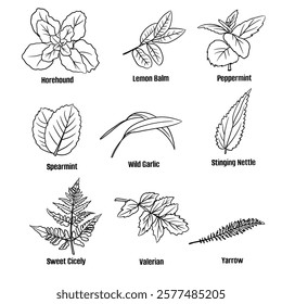 Hand drawn vector sketch set of herbs illustration line art; horehound, lemon balm, pappermint, spearmint, wild garlic, stinging nettle, sweet cicely, valerian and yarrow. Seasoning food design