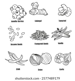 Hand drawn vector sketch set of Spices illustration line art, Juniper Berries, Galangal, Tamarind, Sesame Seeds, Fenugreek Seeds, Vanilla, Chili Powder, Onion, and Garlic. Seasoning food design