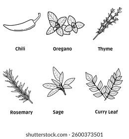 Hand drawn vector sketch set of herb and spices collection containing chili, oregano, thyme, rosemary, sage, and curry leaf illustration line art. Seasoning food. Isolated on a white background