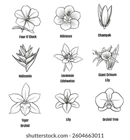 Hand drawn vector sketch set of tropical flower illustration line art; Four O'Clock, Hibiscus, Champak, Heliconia, Javanese Edelweiss,Giant Crinum Lily, Tiger Orchid, Lily, Orchid Tree on white 