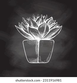 Hand drawn vector sketch of a succulent in a pot. White element isolated on chalkboard background. Vintage illustration. Element for the design of labels, packaging and postcards. 