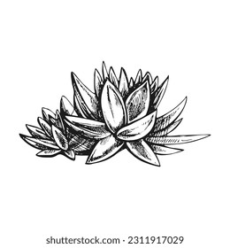 Hand drawn vector sketch of a succulent. Isolated element for design. Vintage illustration. Element for the design of labels, packaging and postcards. Monochrome drawing. 