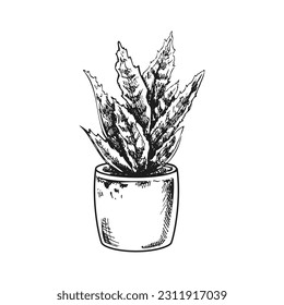Hand drawn vector sketch of a succulent  in a pot. Isolated element for design. Vintage illustration. Element for the design of labels, packaging and postcards. Monochrome drawing. 