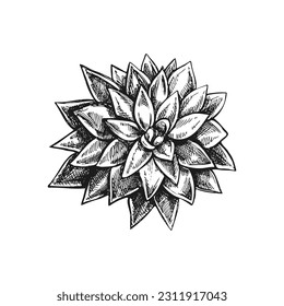 Hand drawn vector sketch of a succulent. Isolated element for design. Vintage illustration. Element for the design of labels, packaging and postcards. Monochrome drawing. 