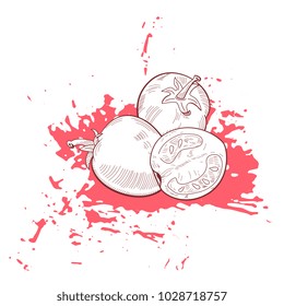 Hand drawn vector sketch tomato on grunge ink splash backround. Vegeterian organic food banner, flyer, poster with space for text