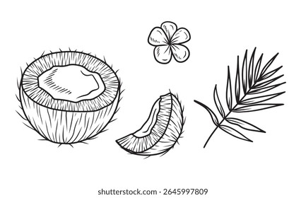Hand drawn vector sketch of tropical fruits: half and slice of coconut, small tiare flower. Illustration in doodle engraved vintage line art style. Healthy food, milk, fragrance, tropical.