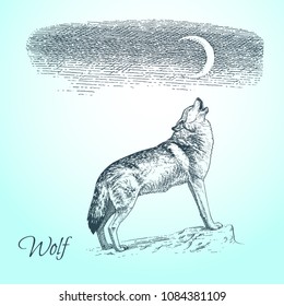 Hand drawn vector sketch of wolf. Howling wolf. Moon on the night