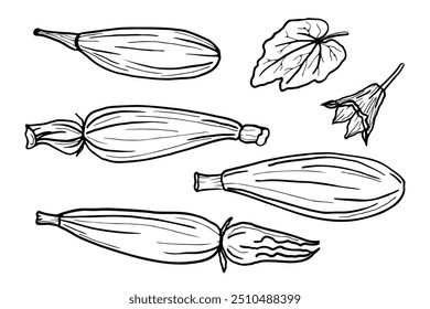 Hand drawn vector sketch of zucchini squash on isolated background. Food illustration with flowers, leaf and zucchini plant in line art. The image created without any artificial intelligence software