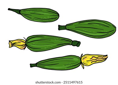 Hand drawn vector sketch of zucchini squash on isolated background.  Colored food illustration with zucchini plants, autumnal vegetables. The image created without any artificial intelligence software