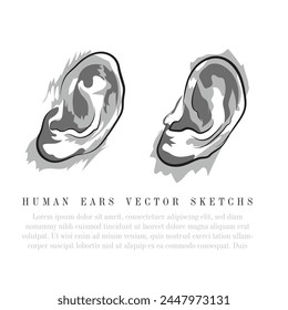 Hand drawn vector sketches, An illustration of human ears, Man body part vector drawing