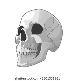 Hand drawn vector skull on white background