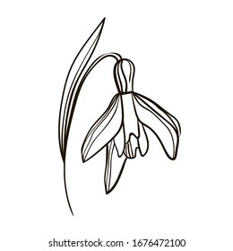 Hand drawn vector snowdrop. Spring flower isolated on white background. Black outline snowdrop for web, greeting cards, decoration.