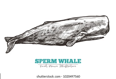 Hand Drawn Vector Sperm Whale. Sketch Engraving Illustration