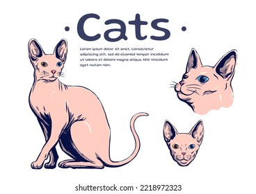 Ilustración de Gato Sphynx con vectores dibujados a mano