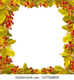 Hand drawn vector square frame with red ripe barberry twigs on a white background.