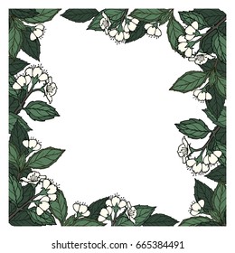 Hand drawn vector square jasmine frame isolated on white background