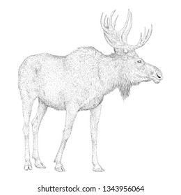 Hand drawn vector of stag illustration