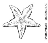 Hand drawn vector of starfish isolated on white background for coloring page. Black and white  stock illustration of sea animal for coloring book.