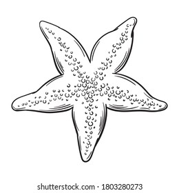 Hand drawn vector of starfish isolated on white background for coloring page. Black and white  stock illustration of sea animal for coloring book.