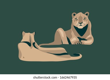 Hand drawn vector stock abstract graphic illustration with African wild lying lionesses cartoon animal design isolated on background