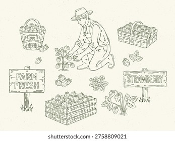 Hand drawn vector strawberry harvest line art set with farmer picking strawberries, baskets, bucket and crates with strawberries, berries, flowers and farm signs. Outline monochrome illustrations