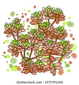 Hand drawn vector of succulent  isolated on white background. Stock illustration of exotic plant. Sedum stahlii sketch.