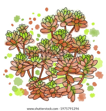 Hand drawn vector of succulent  isolated on white background. Stock illustration of exotic plant. Sedum stahlii sketch.