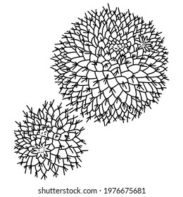 Hand drawn vector of succulent plant isolated on white background. Stock illustration of exotic flower. Mammillaria magnimamma cactus sketch.