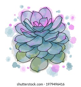 Vector de tracción manual de planta suculenta con fondo de acuarela y manchas aisladas sobre fondo blanco. Ilustración bursátil de la flor exótica. Esbozo Echeveria Purple Pearl.