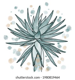 Vector de tracción manual de planta suculenta con fondo de acuarela y manchas aisladas sobre fondo blanco. Ilustración bursátil de la flor exótica. Esbozo de la línea de aloe y acuarela.