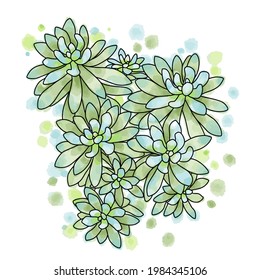 Hand drawn vector of succulent plant isolated on white background. Stock illustration of exotic flower Echeveria leucotricha on watercolor background and spots. 
