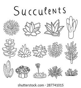 Hand drawn vector succulents