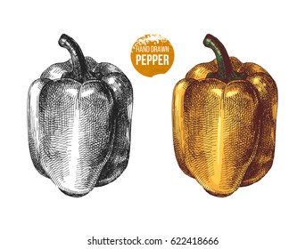 Hand drawn vector sweet peppers. Colorful and black and white illustration