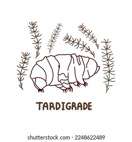 Hand drawn vector tardigrade isolated on white background.