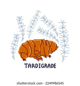 Hand drawn vector tardigrade isolated on white background.