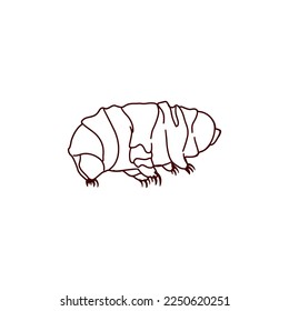 Hand drawn vector tardigrade isolated on white background.