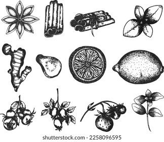 Hand drawn vector tea herbs Illustration. Detailed retro style clipart , ginger, lemon anis star, strawberry, dog rose clip art set. Vintage sketch for labels, packaging and cards design. Tea elements