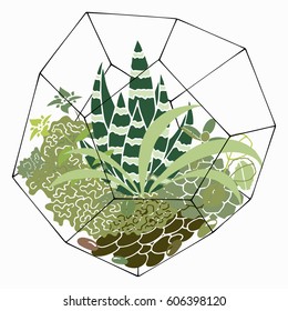 Hand drawn vector terrarium and succulent plants isolated on white background 