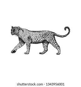 Hand drawn vector of tiger illustration