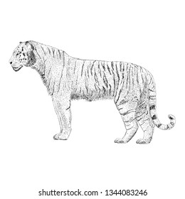 Hand drawn vector of tiger illustration