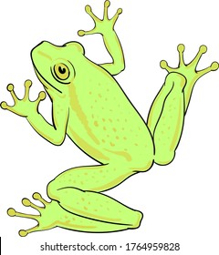 Hand drawn vector of tree frog isolated on white background. Original stock illustration of amphibian.