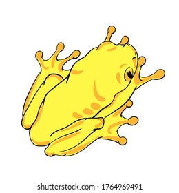Hand drawn vector of tree frog isolated on white background. Original stock illustration of amphibian.
