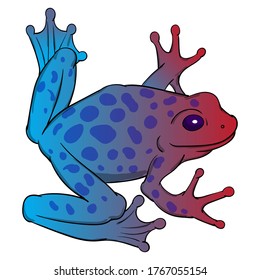 Hand drawn vector of tree frog isolated on white background. Original stock illustration of amphibian.